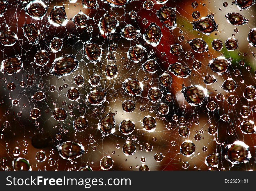 Water Droplets In Spider Web