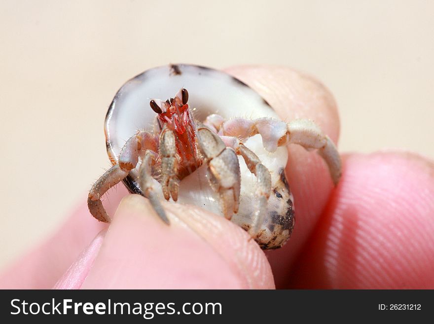 Hermit crab, pagurian on finger human