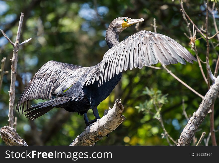 Creat Cormorant drying its wings. Creat Cormorant drying its wings.