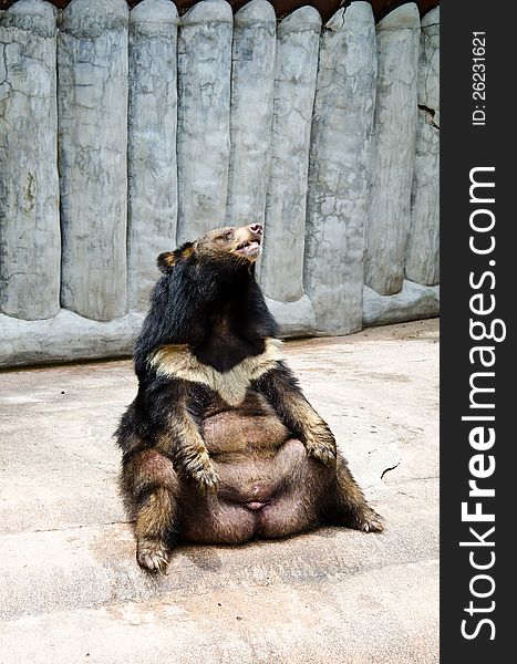 Selenarctos thibetanus, asian black bear. The scientific name Ursus thibetanus.