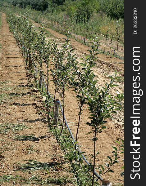 Pic of young with apple orchard iwth idared apple trees. Pic of young with apple orchard iwth idared apple trees