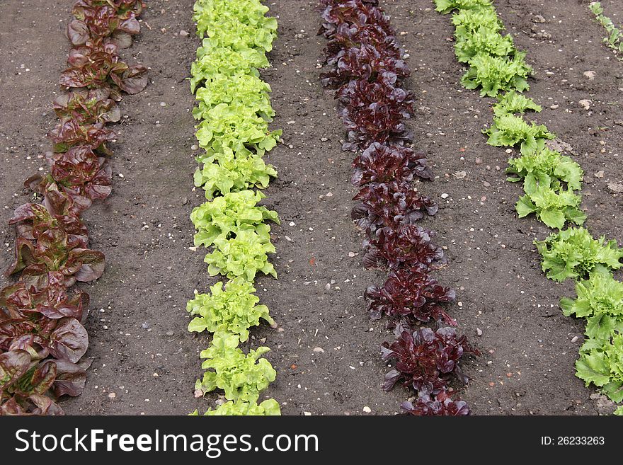 Rows of Various Types of Lettuces in a Garden.
