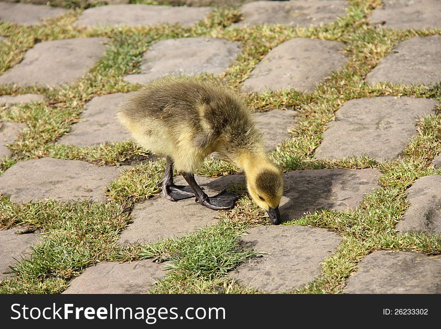 A Baby Gosling on a Cobbled Stone Grassed Area. A Baby Gosling on a Cobbled Stone Grassed Area.
