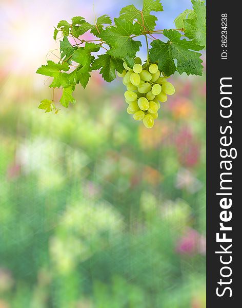 Colorful abstract background with sun and green grapes with leaves on branch. Colorful abstract background with sun and green grapes with leaves on branch