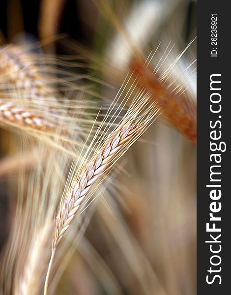 Close up view of a wheat field in the country side. Close up view of a wheat field in the country side