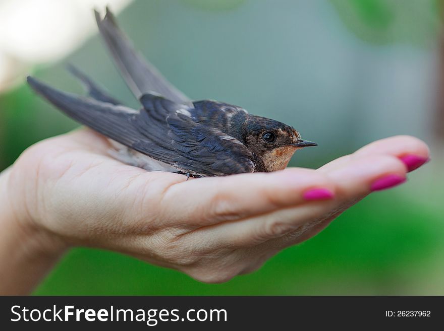 Swallow sitting on a palm