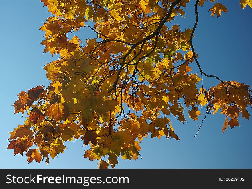 Branch of maple with yellow leaves against blue sky