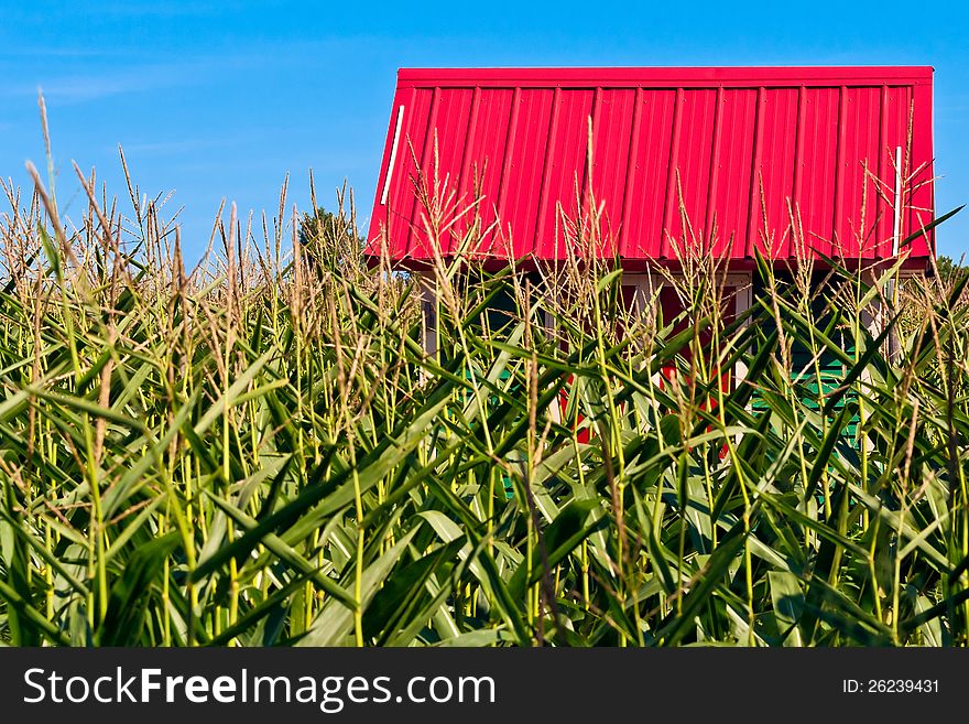 A small quaint building with a deep red roof in a field of corn. A small quaint building with a deep red roof in a field of corn.