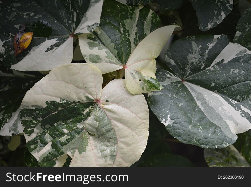 Hibiscus Varigata Leaves With Beautiful Leaf Texture And Lines