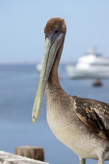 Pacific Pelican Royalty Free Stock Images Pacific Pelican Royalty Free Stock Images