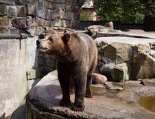 Dangerous Brown Bear Royalty Free Stock Photos Dangerous Brown Bear Royalty Free Stock Photos