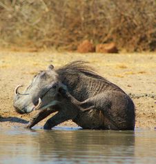 Warthog - Mud Makes The World Go Round Royalty Free Stock Image Warthog - Mud Makes The World Go Round Royalty Free Stock Image