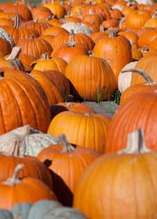 Pumpkin Patch Royalty Free Stock Photo Pumpkin Patch Royalty Free Stock Photo