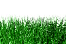Meadow Grass Stock Photo Meadow Grass Stock Photo