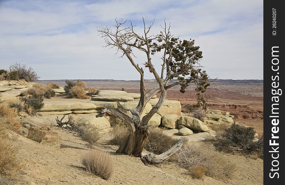 A withered Bristlecomb pine tree, pinus longaeva, in the southern Utah desert. It is at a rest stop on highway I-70. A withered Bristlecomb pine tree, pinus longaeva, in the southern Utah desert. It is at a rest stop on highway I-70