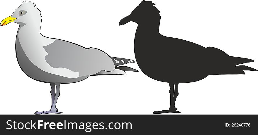 Vector illustration of gannet bird