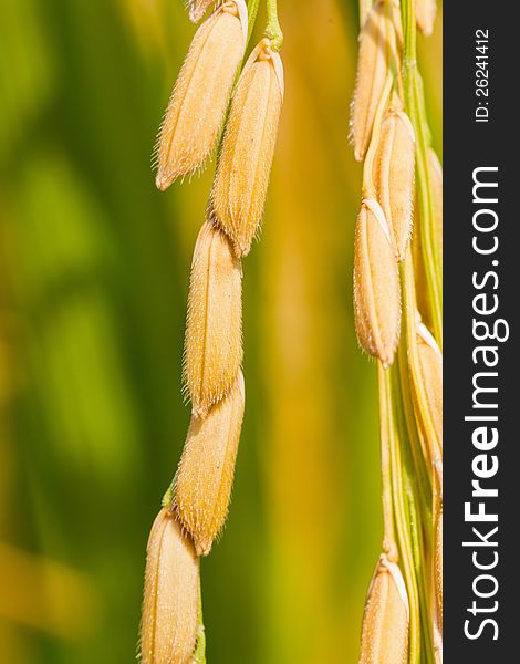 Close up of ripe rice in the paddy, Thailand