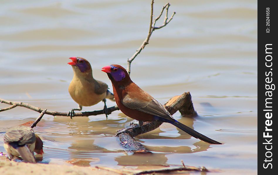 Waxbills, Violeteared - African Gamebirds