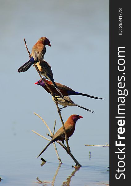 Adult Violeteared Waxbills at a watering hole in Namibia, Africa. Adult Violeteared Waxbills at a watering hole in Namibia, Africa.