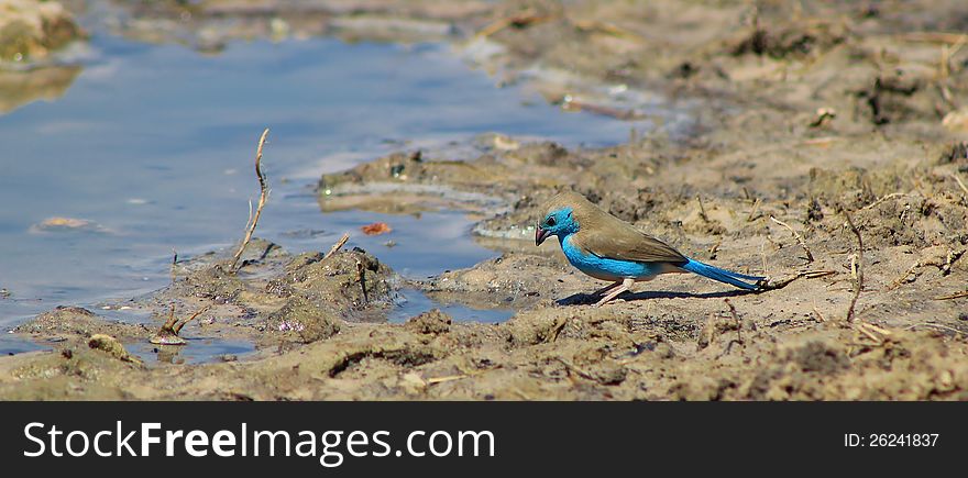 Adult male Blue Waxbill at a watering hole in Namibia, Africa. Adult male Blue Waxbill at a watering hole in Namibia, Africa.