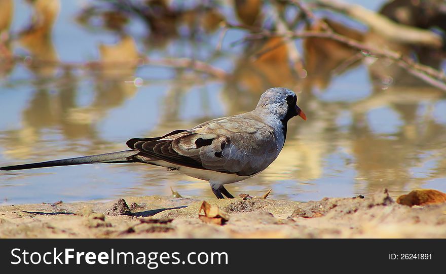 Namaquae Dove - African Gamebird