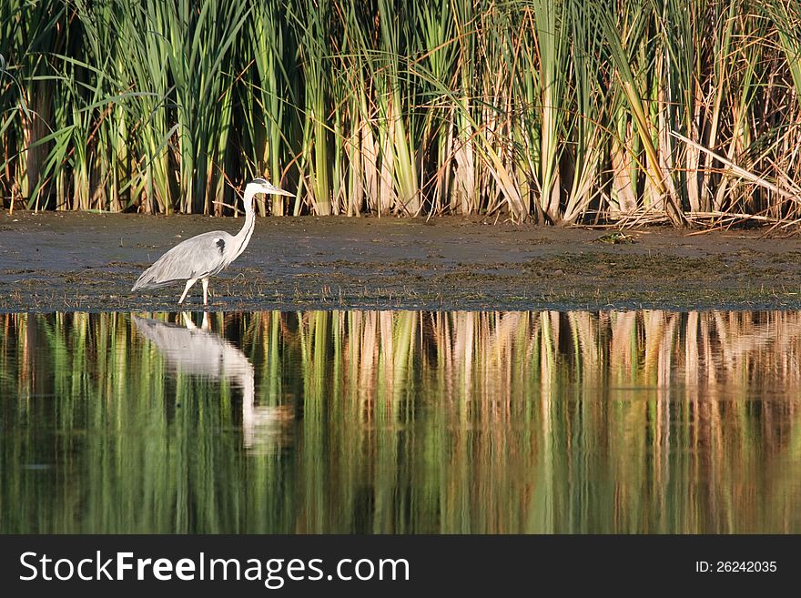 Grey heron hunting on Lake. Grey heron hunting on Lake