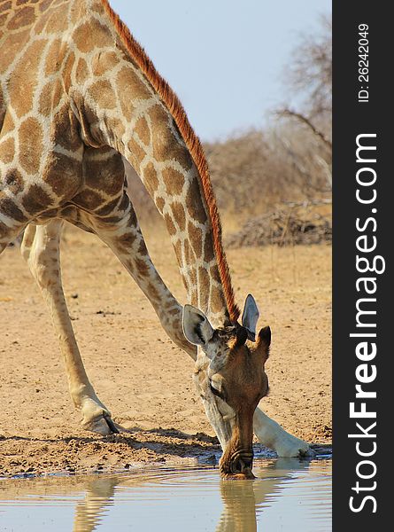 An adult Giraffe cow bending down for a sip of water. Photo taken in Namibia, Africa. An adult Giraffe cow bending down for a sip of water. Photo taken in Namibia, Africa.