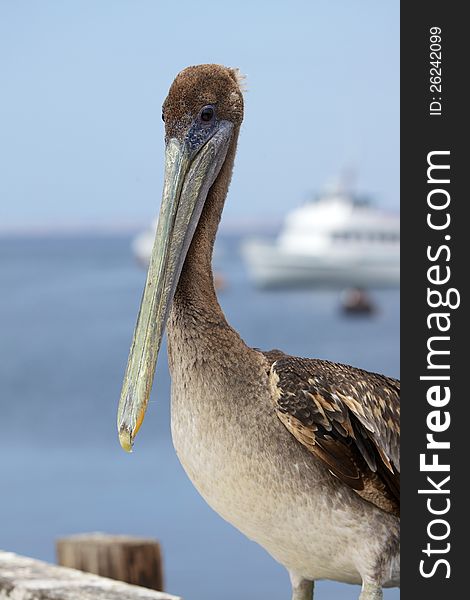 Brown pelican near the Pacific Ocean in California. Brown pelican near the Pacific Ocean in California