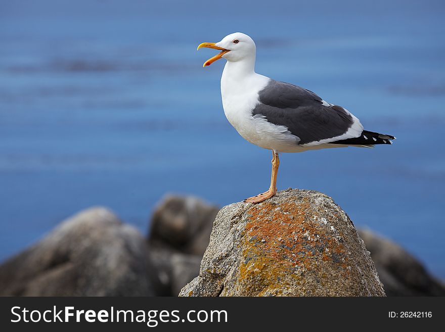 This talkative seagull poses on a rock near the California coastline.