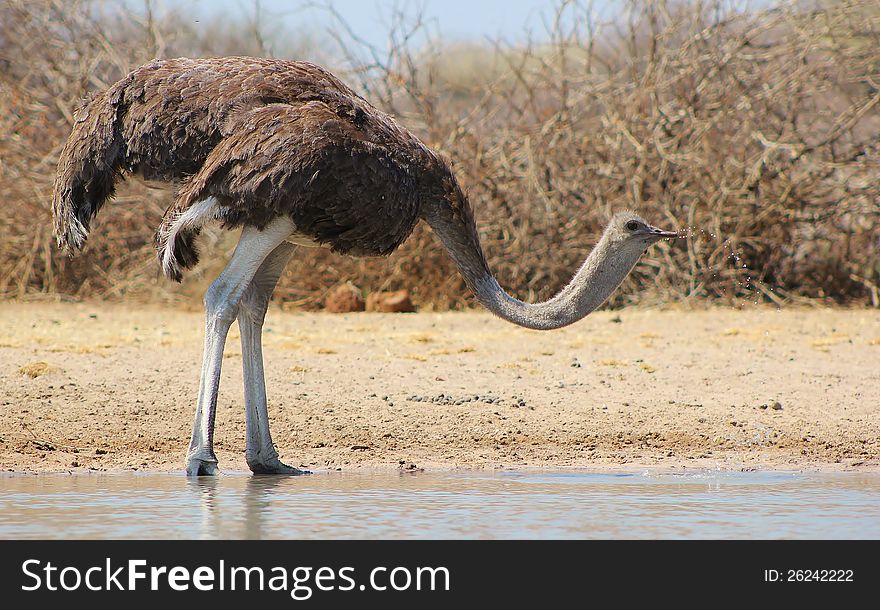 An adult female Ostrich swalling water. Photo taken on a game ranch in Namibia, Africa. An adult female Ostrich swalling water. Photo taken on a game ranch in Namibia, Africa.