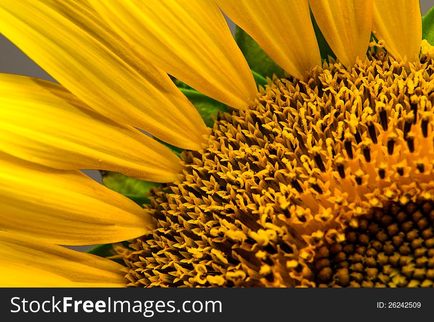 A shot of a sunflower isolated on grey background
