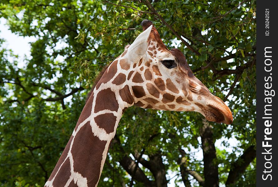 Giraffe in city zoo on sunny summer day