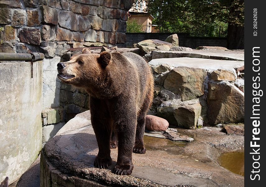 Dangerous brown bear in city zoo on sunny summer day