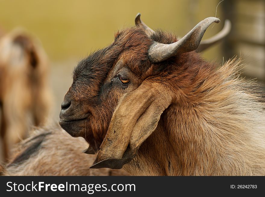 A funny looking brownish goat with interesting horns.