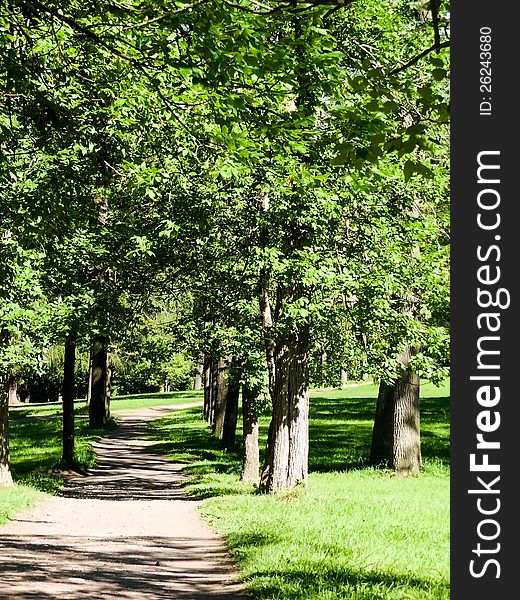 Forest path on a sunny day photo. Forest path on a sunny day photo