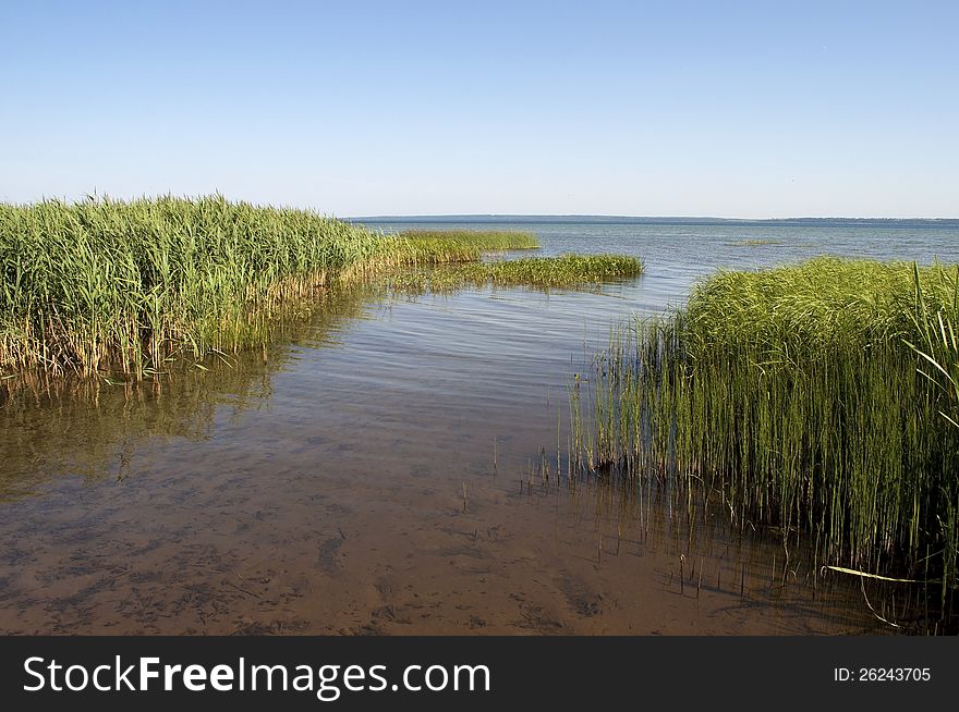 Overgrown with reed shore. Plescheevo Lake neighborhood Pereslavl Zaleski, Russia. Overgrown with reed shore. Plescheevo Lake neighborhood Pereslavl Zaleski, Russia