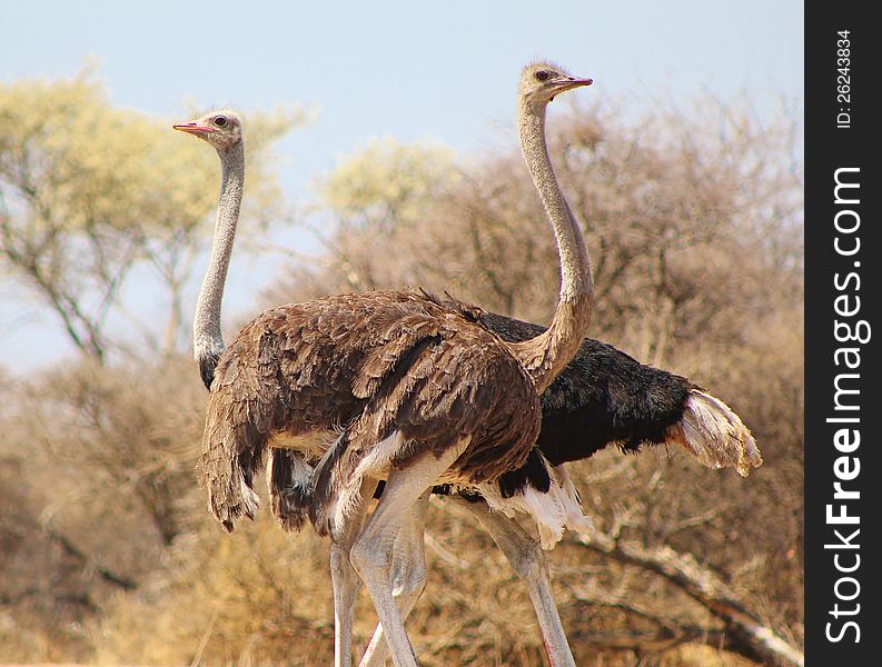 An adult male and female Ostrich. Photo taken on a game ranch in Namibia, Africa. An adult male and female Ostrich. Photo taken on a game ranch in Namibia, Africa.