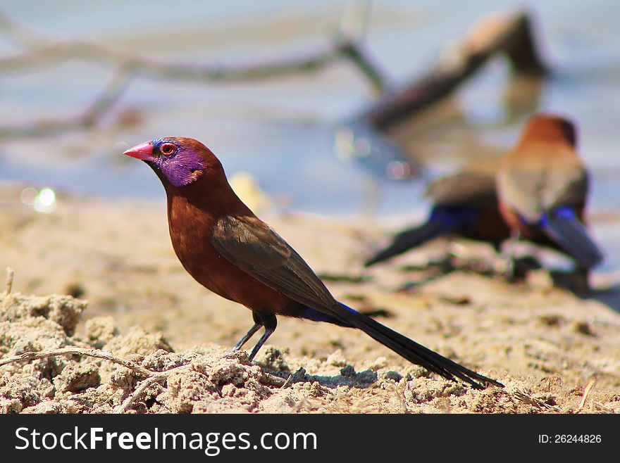 Adult Violeteared Waxbills (male and female) at a watering hole in Namibia, Africa. Adult Violeteared Waxbills (male and female) at a watering hole in Namibia, Africa.