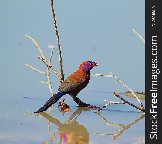 Adult Violeteared Waxbills (male and female) at a watering hole in Namibia, Africa. Adult Violeteared Waxbills (male and female) at a watering hole in Namibia, Africa.