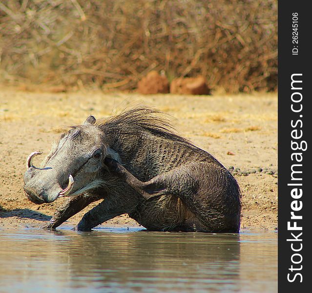 Adult female Warthog having a mud bath and scratching her ear.  Photo taken on a game ranch in Namibia, Africa. Adult female Warthog having a mud bath and scratching her ear.  Photo taken on a game ranch in Namibia, Africa.