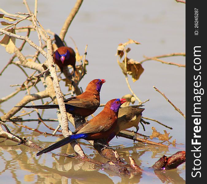 Adult Violeteared Waxbills (male and female) at a watering hole in Namibia, Africa. Adult Violeteared Waxbills (male and female) at a watering hole in Namibia, Africa.