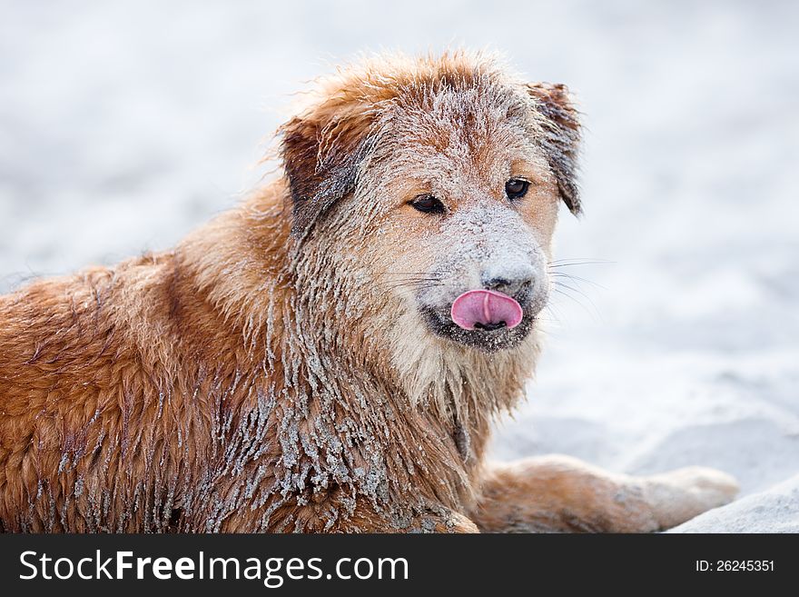 Cute Elo (German dog breed) lays at the beach, full of sand, and licks the mouth. Cute Elo (German dog breed) lays at the beach, full of sand, and licks the mouth