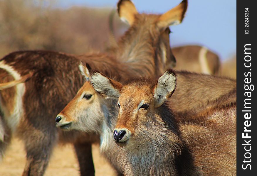 Waterbuck calves - African Antelope