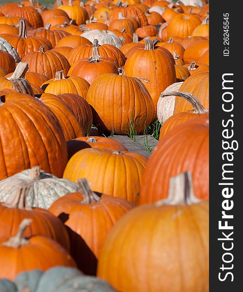Pumpkins in a large pumpkin patch