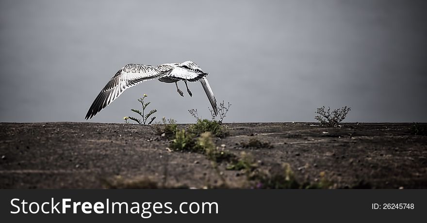 A seagull flying away from a pier on a foggy morning. A seagull flying away from a pier on a foggy morning.