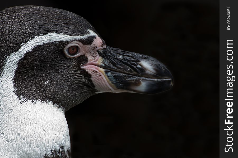 Closeup of penguin head on black background. Closeup of penguin head on black background