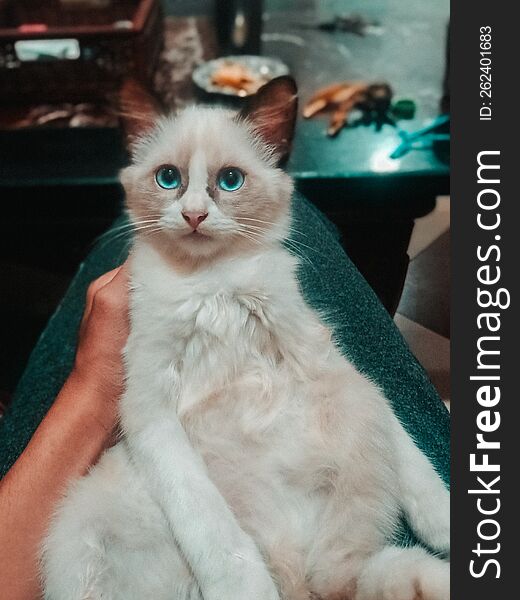 cat with blue eyes and beautiful white fur. cat with blue eyes and beautiful white fur