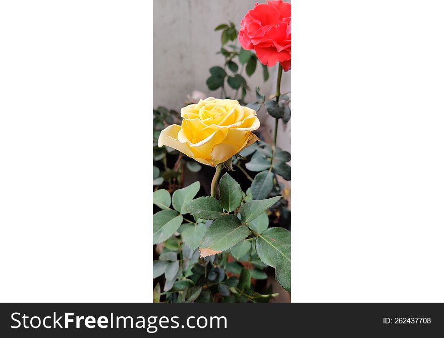 Beautiful yellow rose plant in the garden