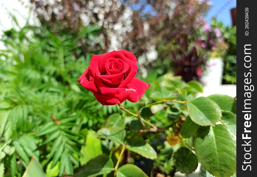 Beautiful red rose in the garden