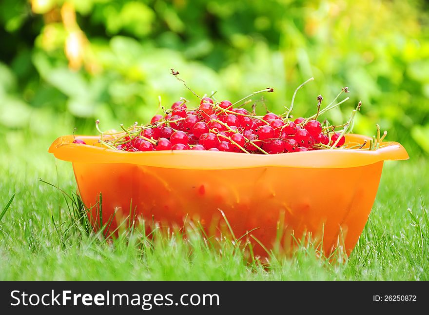 A bowl of redcurrant standing on grass in a garden